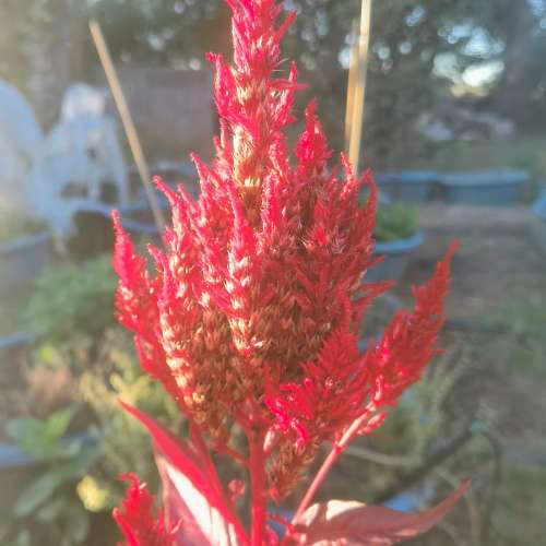 Celosia Pampas Plume (30 Seeds)