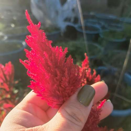 Celosia Pampas Plume (30 Seeds)