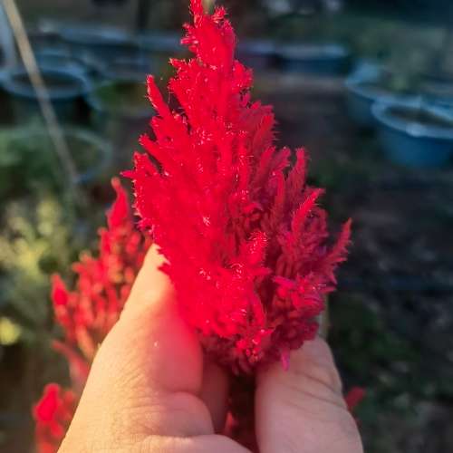 Celosia Pampas Plume (30 Seeds)