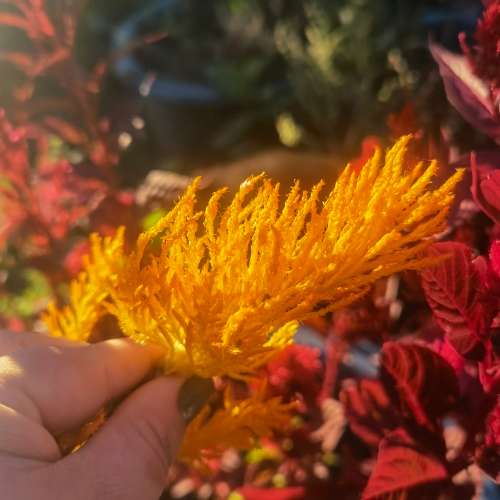 Celosia Pampas Plume (30 Seeds)