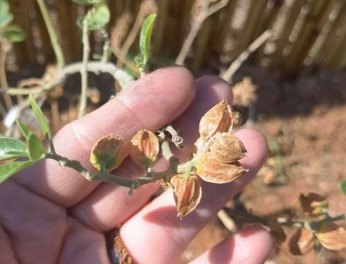 Ginseng Ashwagandha (10 Seeds)