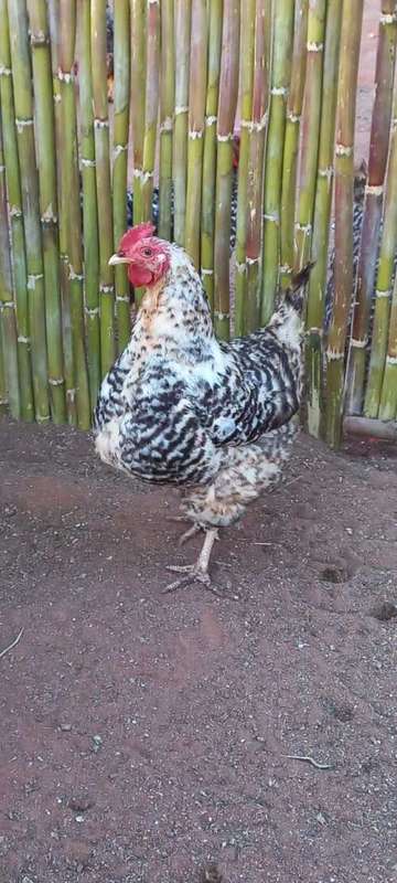 Fertile Potch Koekoek Chicken Eggs (Per 30 Egg Tray)