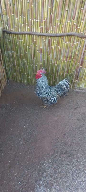 Fertile Potch Koekoek Chicken Eggs (Per 30 Egg Tray)