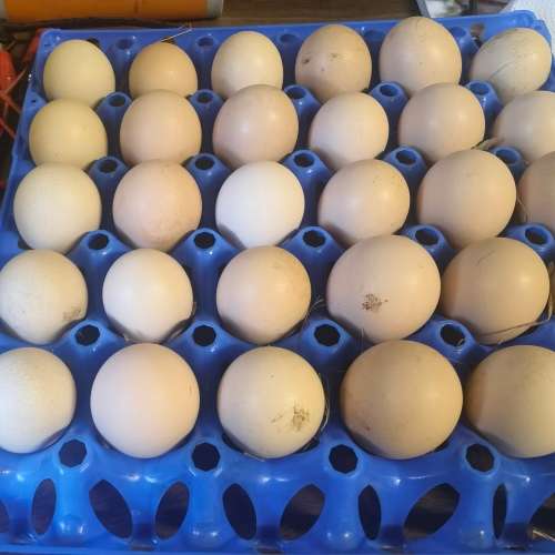 Fertile Potch Koekoek Chicken Eggs (Per 30 Egg Tray)