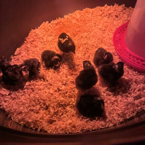 Fertile Potch Koekoek Chicken Eggs (Per 30 Egg Tray)