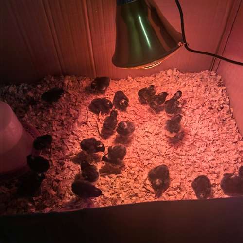 Fertile Potch Koekoek Chicken Eggs (Per 30 Egg Tray)