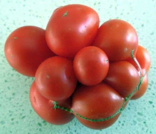 Tomato Reise (10 Seeds)