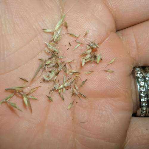 Lemon Grass Organic 5th Generation Plant (Bare Root)