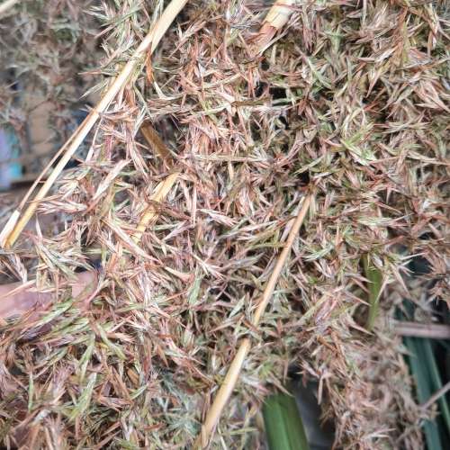 Lemon Grass Organic 5th Generation Plant (Bare Root)