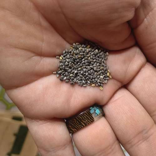 Chia (1 Gram Seeds)