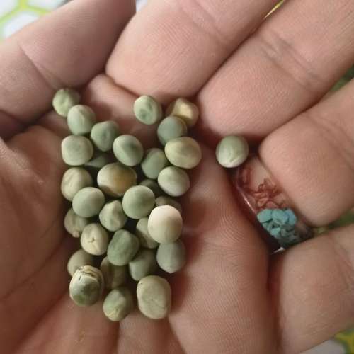Pea Aragon (30 Seeds)