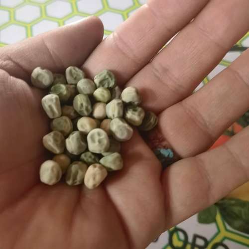 Pea Oregon Giant (30 Seeds)