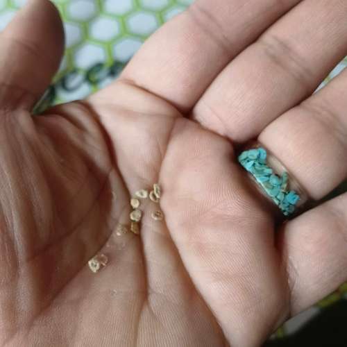 Tomato Reise (10 Seeds)