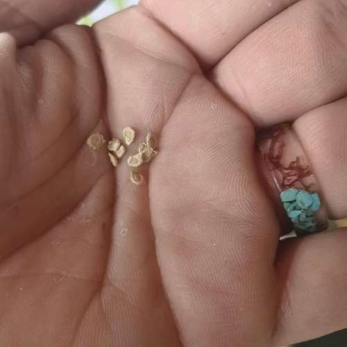 Tomato Gezante (10 Seeds)