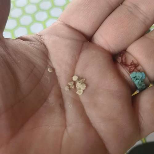Tomato Floradade (10 Seeds)