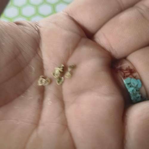 Tomato Green Sausage (10 Seeds)