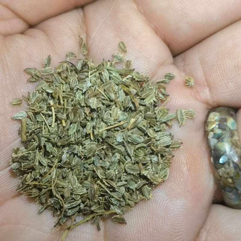 Carrot Cape Market (5ml Seeds - Approximately 300 Seeds)
