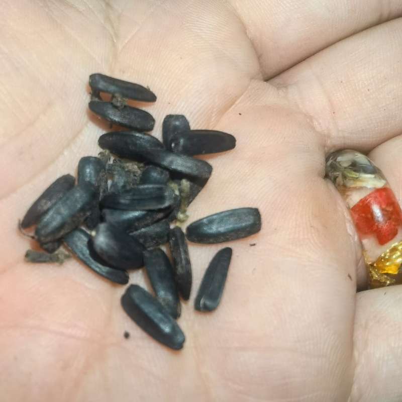 Sunflower Nigerian Oilseed - Small Seed Variety (15 Seeds)