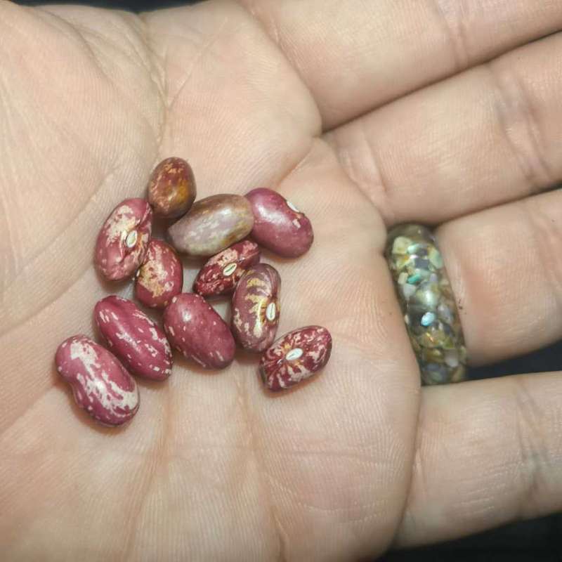 Bean Bush Borlotti (10 Seeds)