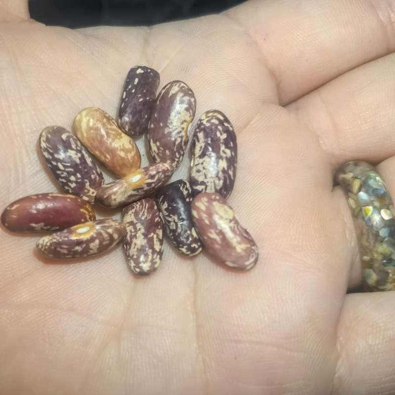 Bean Bush Vitumbe (10 Seeds)