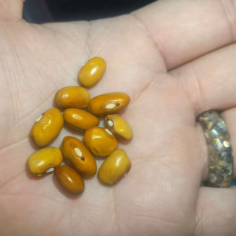 Bean Bush Oland Swedish (10 Seeds)
