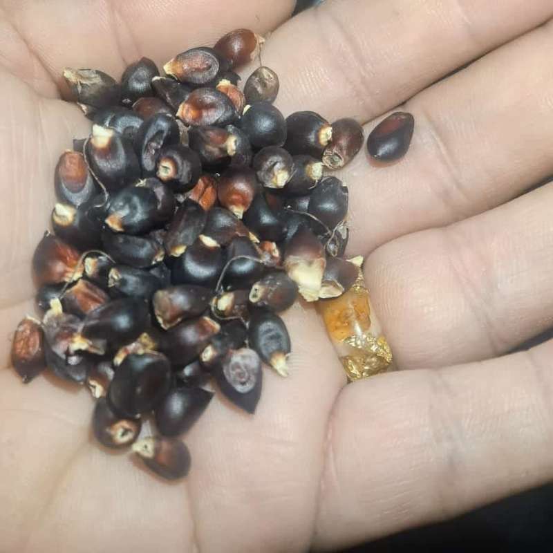 Corn Black Popcorn (15ml Approximately 100 Seeds)
