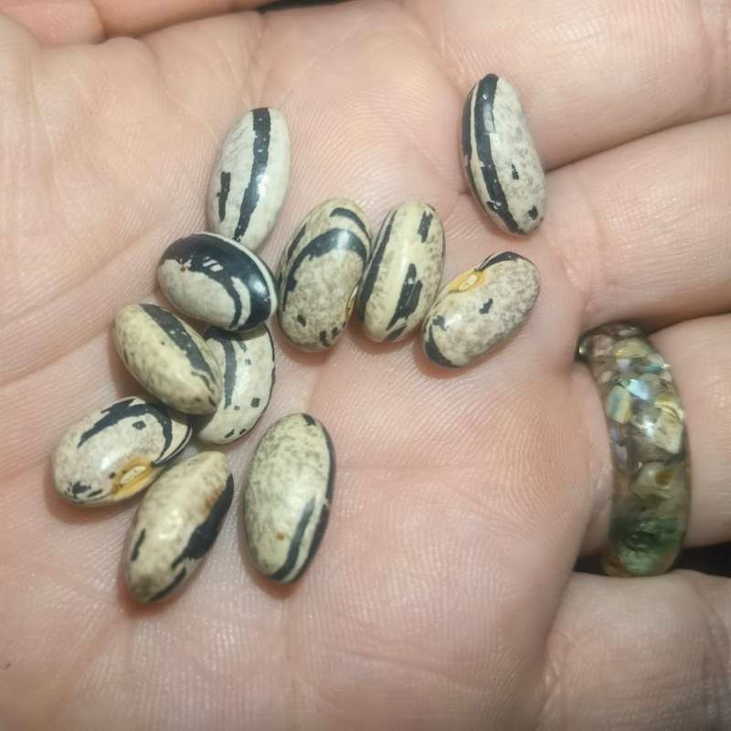 Pole Bean Molly`s Zebra (10 Seeds)