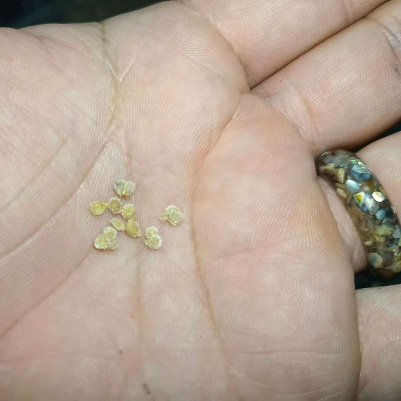 Tomato Red Pear (10 Seeds)