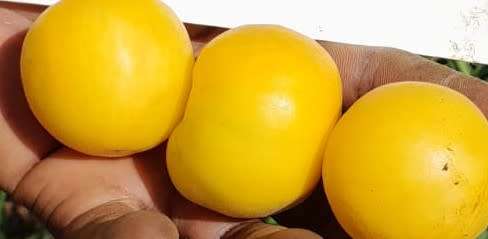 Tomato Wapsipinicon Peach (10 Seeds)