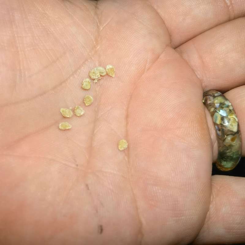 Tomato Wapsipinicon Peach (10 Seeds)