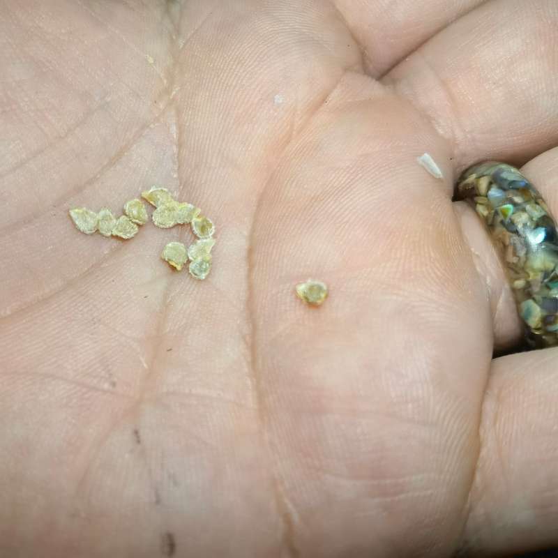 Tomato Aurora (10 Seeds)