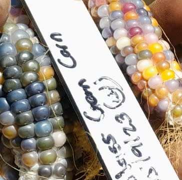 Corn Glass Gem (7.5 ml - Approximately 60 Seeds)