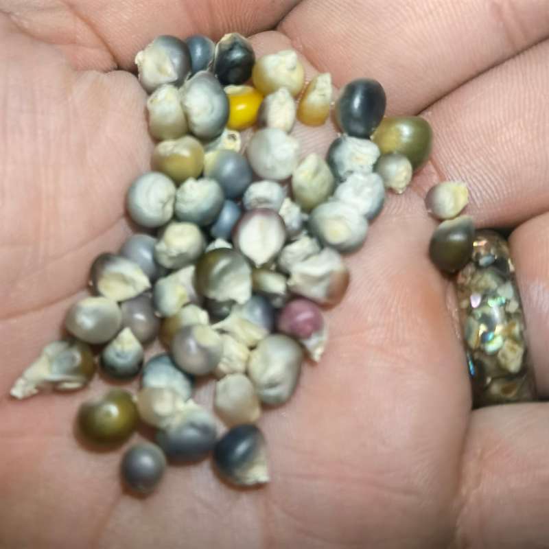 Corn Glass Gem (15ml Seeds) Open Pollinated