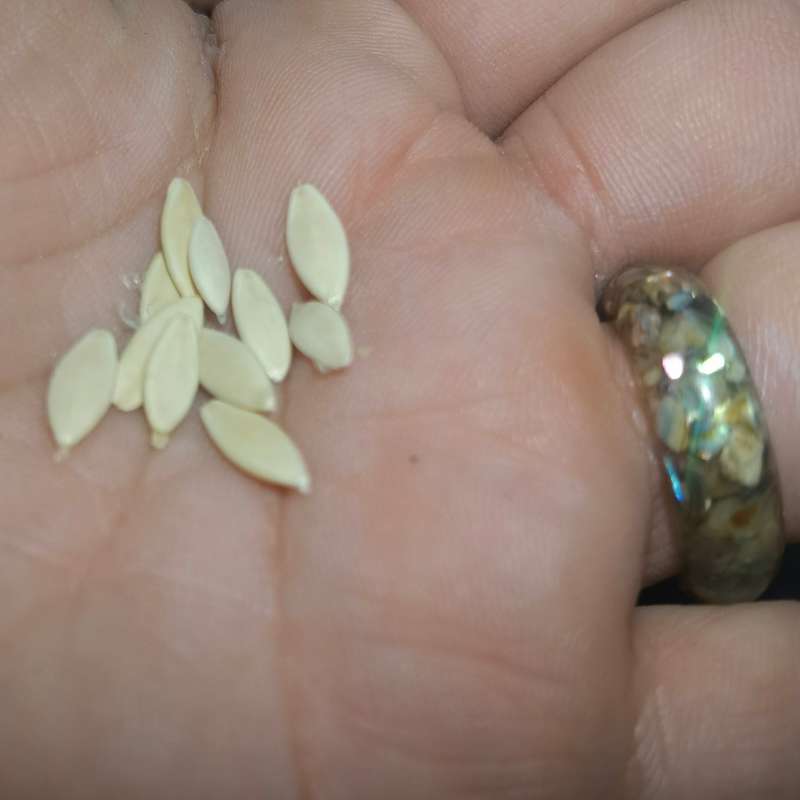 Cucumber National Pickling (7.5ml Seeds)