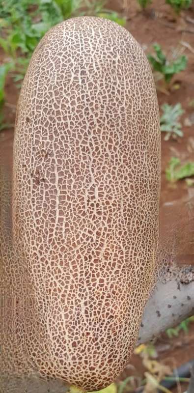Cucumber Poona Kheera (10 Seeds)
