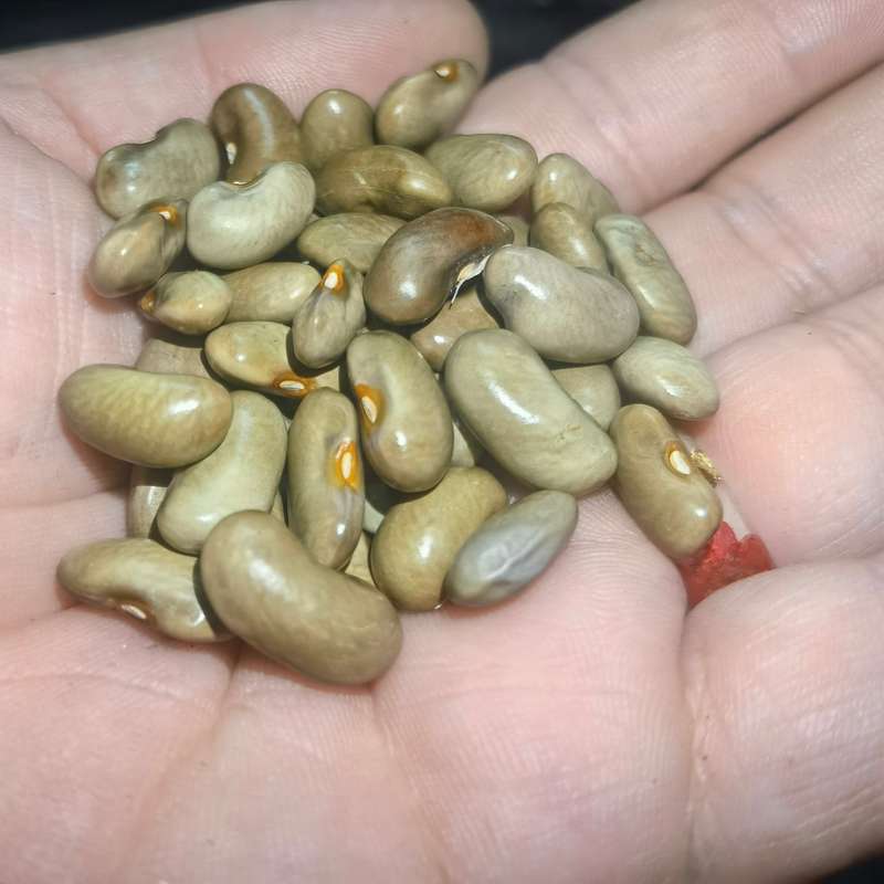 Bean Pole Sparg (15ml - Approximately 40 Seeds)