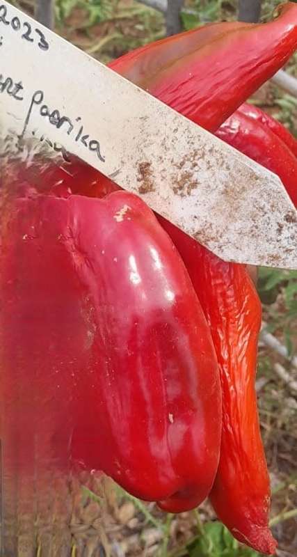 Chilli Red Punt Paprika Pepper (10 Seeds)