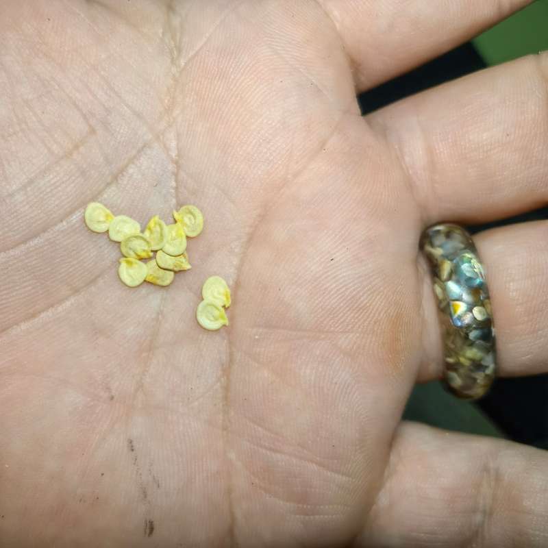 Chilli Red Punt Paprika Pepper (10 Seeds)