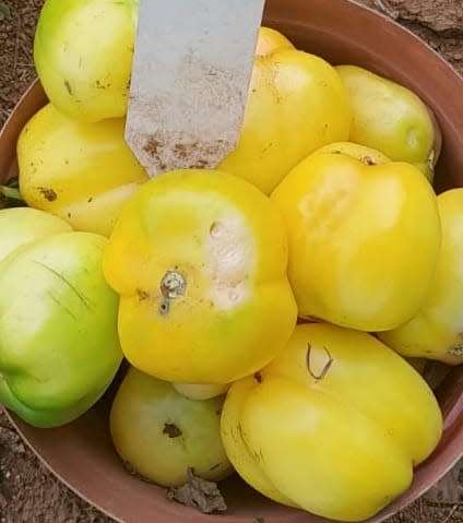 Tomato Douchova Pepper (10 Seeds)