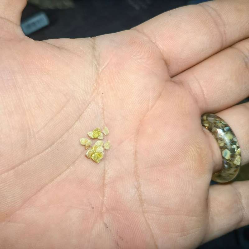 Tomato Yellow Pear Cherry (10 Seeds)