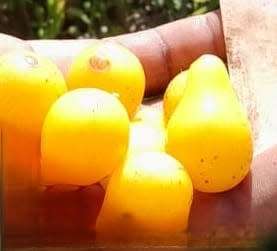 Tomato Yellow Pear Cherry (10 Seeds)