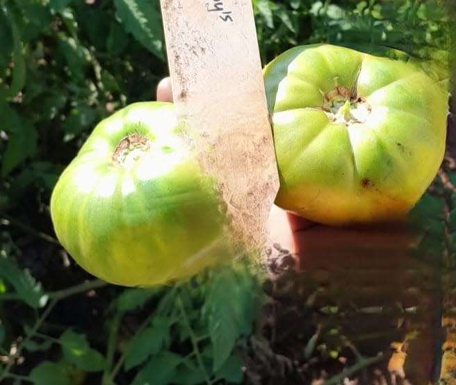 Tomato Aunt Ruby`s German Green Giant (10 Seeds)