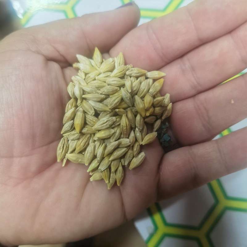 Barley: Grains (5 Grams - Approximately 230 Seeds)
