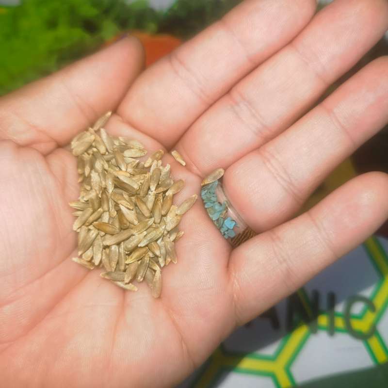 Rye: Grains (5 Grams - Approximately 200 Seeds)