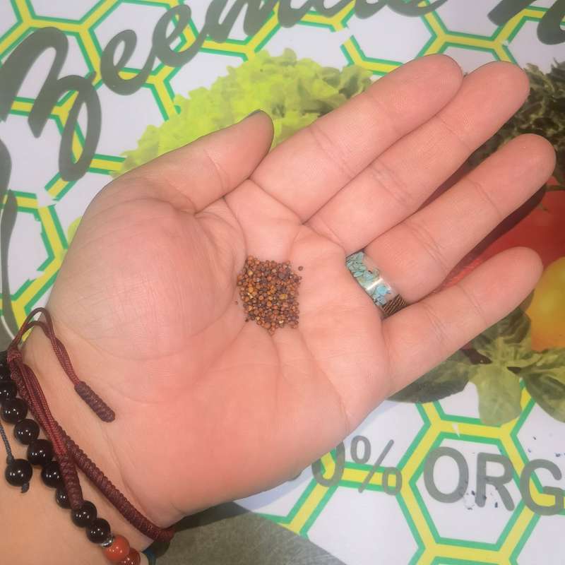 Hon Tsai Tai (0.6ml Approximately 320 Seeds)