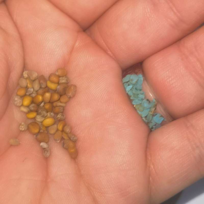 Radish Mix 5 Kind (50 Seeds)