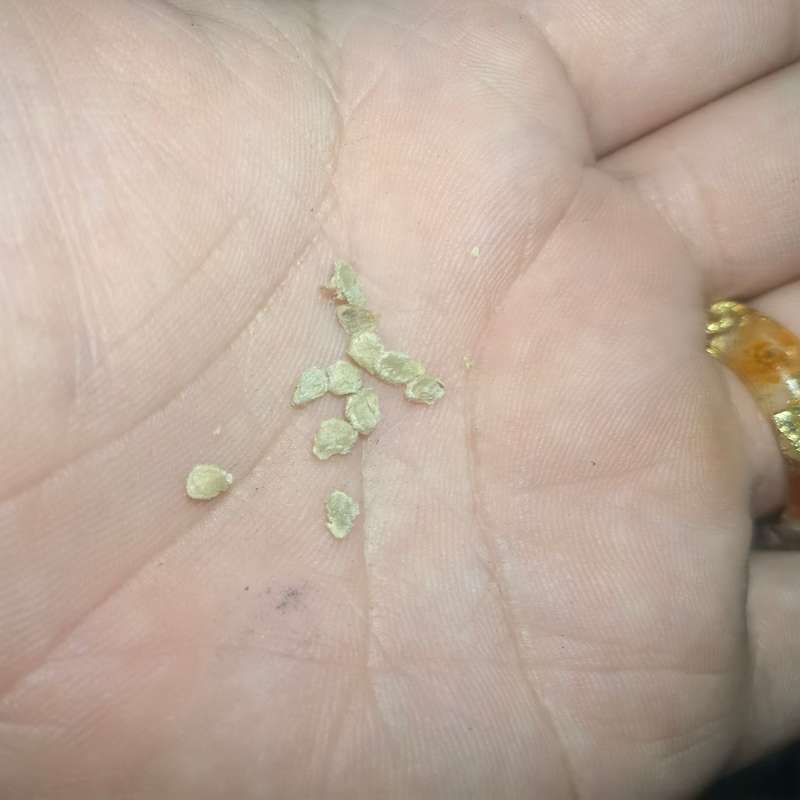 Tomato Chocolate Stripes (10 Seeds)