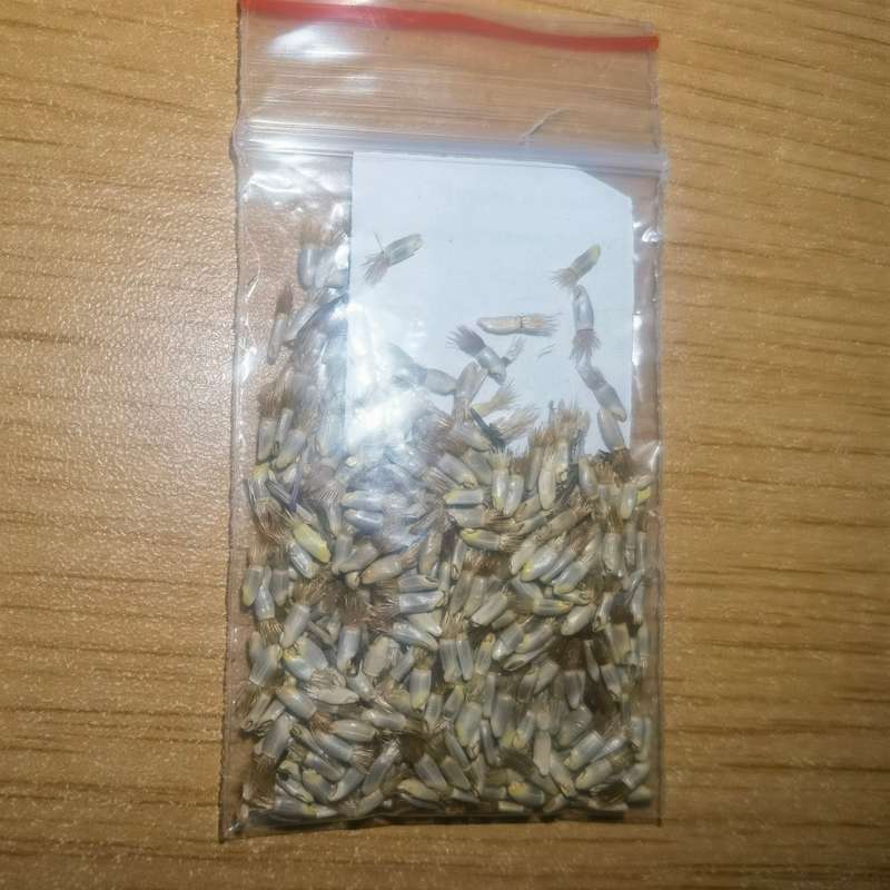 Bachelor`s Button Cornflower Blue Boy ( 7.5ml - Approximately 200 Seeds)
