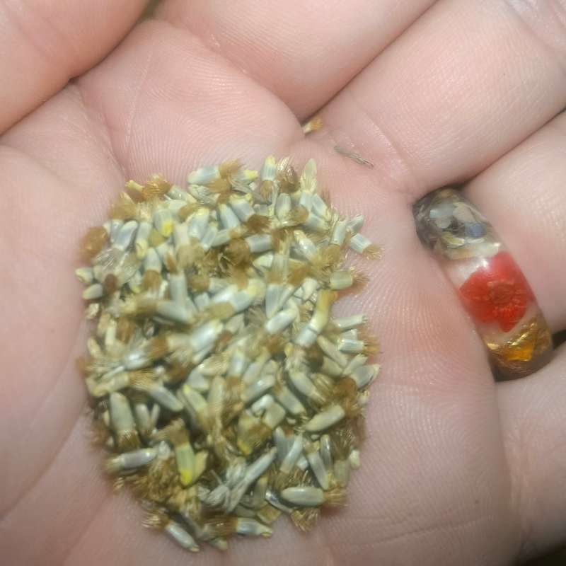 Bachelor`s Button Cornflower Blue Boy ( 7.5ml - Approximately 200 Seeds)
