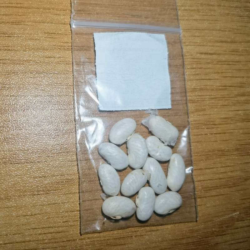 Bean Bush Pole Witsa (10 Seeds)
